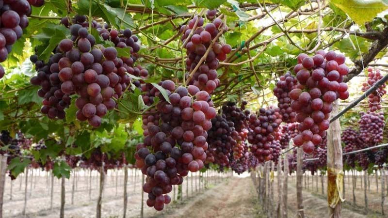 Uvas maduras em parreiral agrícola